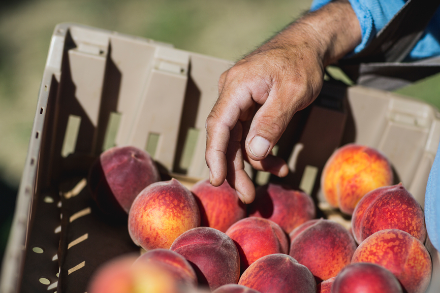 closeup of hand reaching into a container of freshly picked peaches
